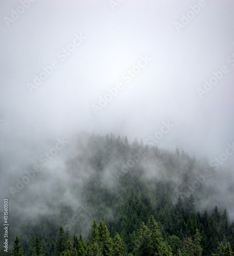 Panorama of forest in fog in summer in the carpathian © onyx124