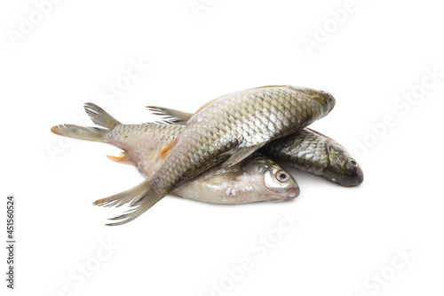 A pile of fresh silver barb fish on an isolated white background