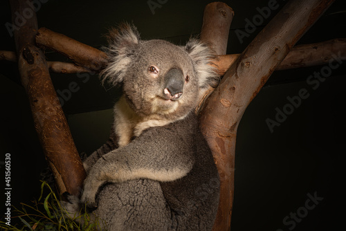 Canvas Print Closeup shot of a Koala on a tree, Australia