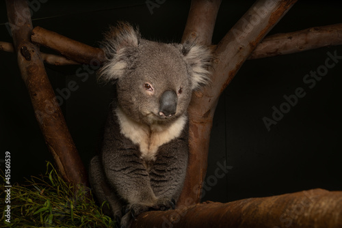 Canvas Print Closeup shot of a Koala on a tree, Australia