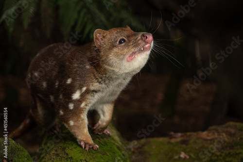 Closeup shot of a Tiger Quoll, Spotted-tail Quoll in Tasmania, Australia photo