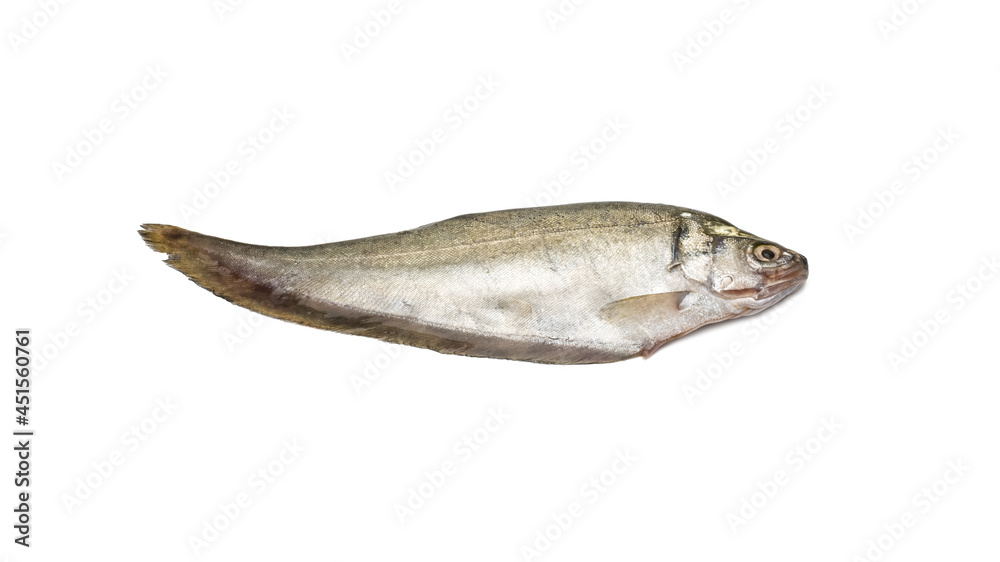 Fresh bronze featherback river fish close up on isolated white background Fresh bronze featherback river fish close up on isolated white background