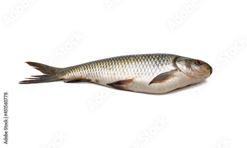 Fresh rohu carp fish close up on isolated white background
