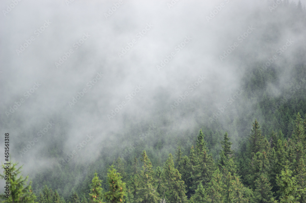 Fog over the forest of the Carpathian mountains in summer