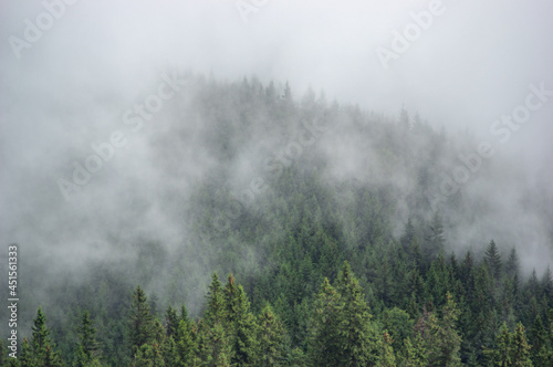 Fog over the forest of the Carpathian mountains in summer © onyx124