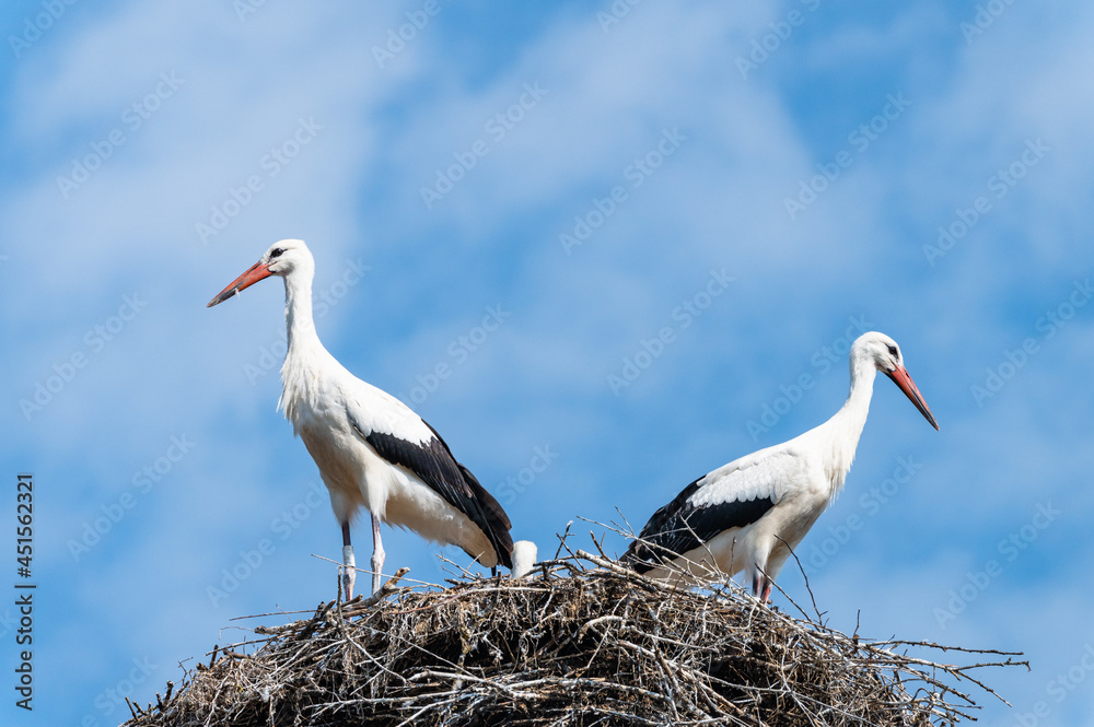 white stork in the nest