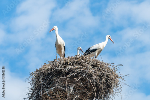 White stork family in the nest