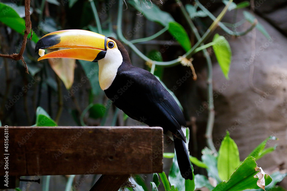 Toco toucan (Ramphastos toco), also known as the common toucan or giant toucan eating. Toco toucan (Ramphastos toco), also known as the common toucan or giant toucan eating.