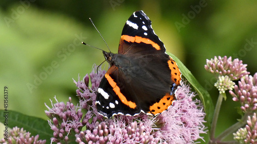 Vászonkép Macro shot of a red admiral butterfly on a violet flower