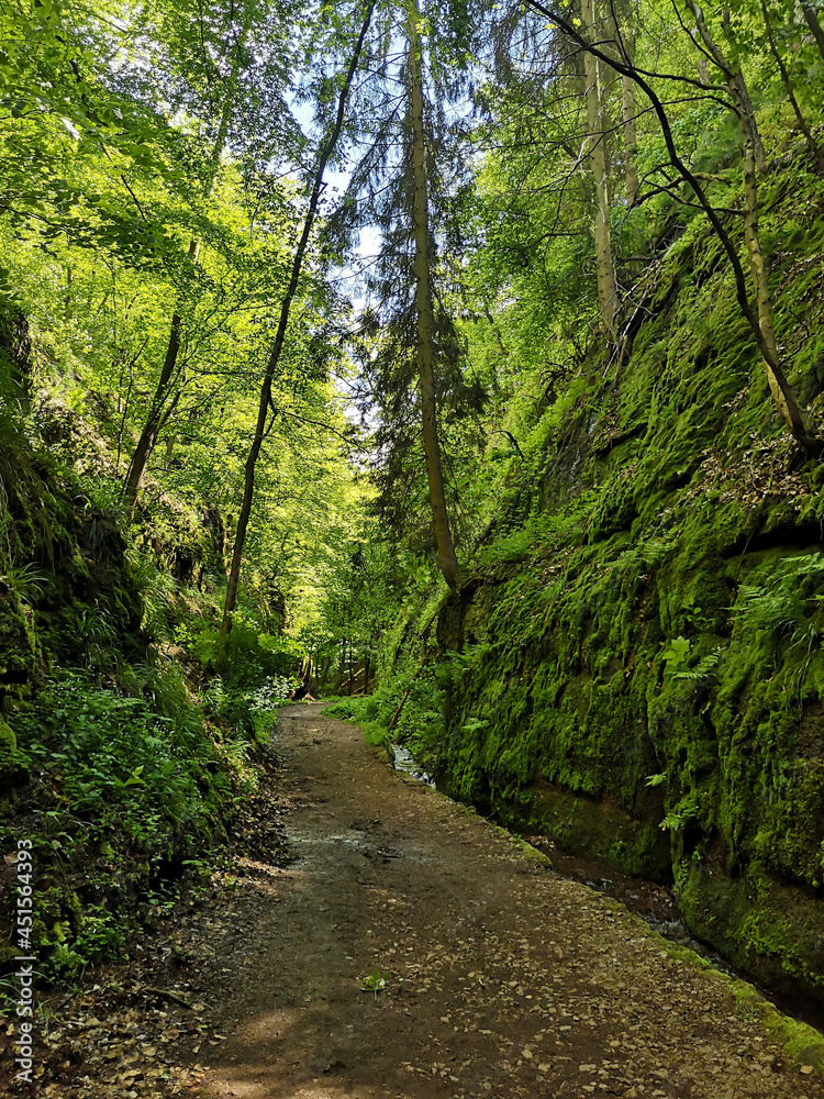 Fototapeta premium In der Landgrafenschliucht bei Eisenach