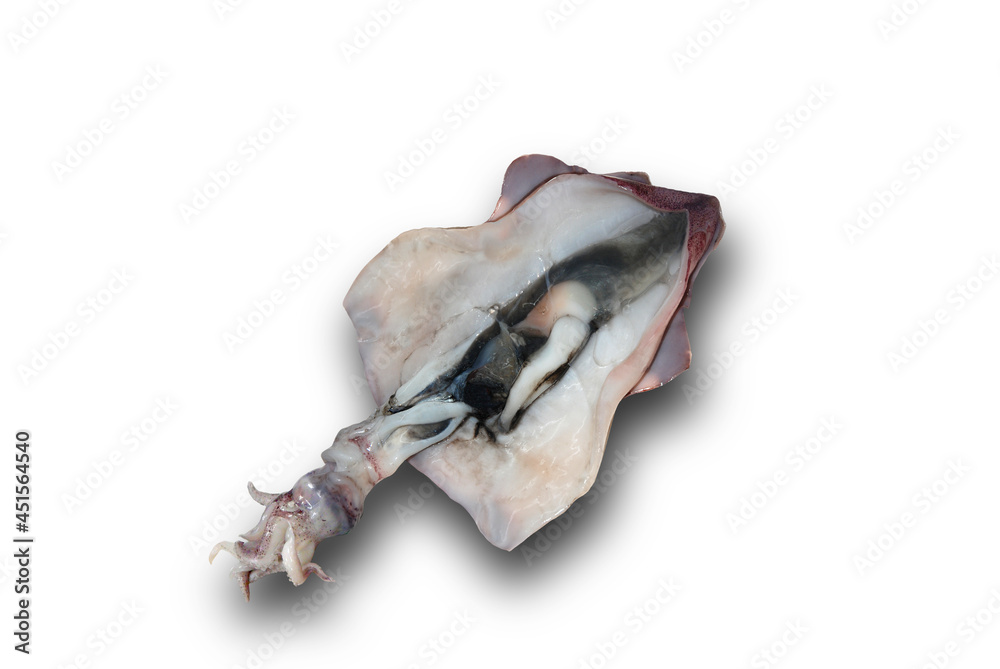 Calamar entero fresco sobre fondo blanco, vista cenital. Fresh whole squid on white background, overhead view.