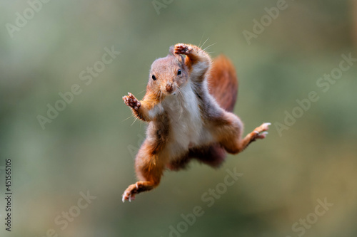 Eurasian red squirrel (Sciurus vulgaris) jumping in the forest of Noord Brabant in the Netherlands. Green background. photo