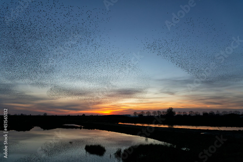 Starling murmurations. A large flock of starlings (Sturnus vulgaris) fly at sunset just before entering the roosting site in the Netherlands. Hundreds of thousands starlings make big clouds to protect