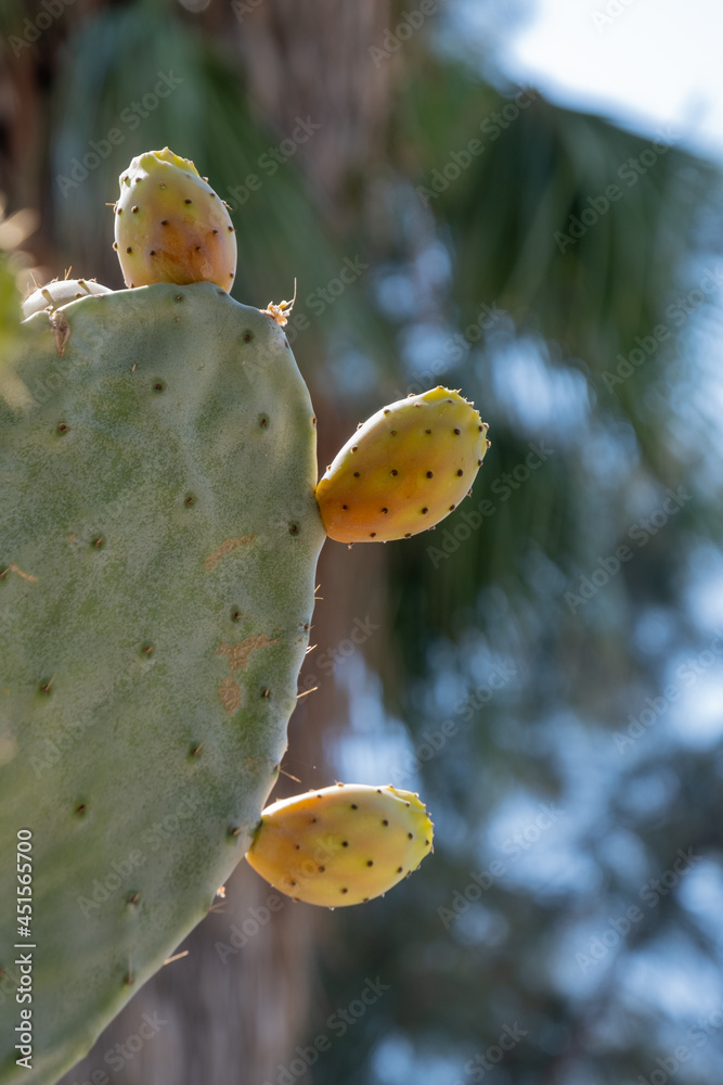 Opuntia humifusa, prickly pear cactus on leaf, Opuntia humifusa, prickly pear cactus on leaf,