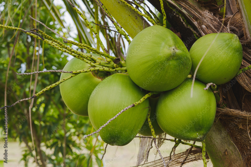 A bunch of green coconuts on the tree in the garden. A bunch of green coconuts on the tree in the garden.