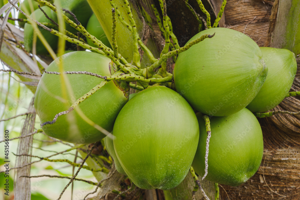 Close-up bunch of green coconuts on the tree in the garden. Close-up bunch of green coconuts on the tree in the garden.