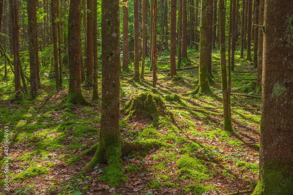 Green forest in Gauja National park, Latvia