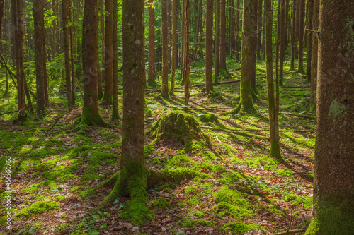 Green forest in Gauja National park, Latvia