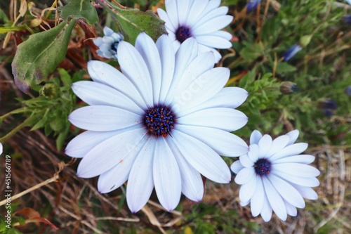 Natural Daisy flower plant, nature photography photo
