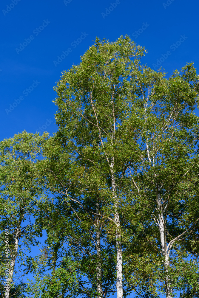 Obraz premium シラカバ