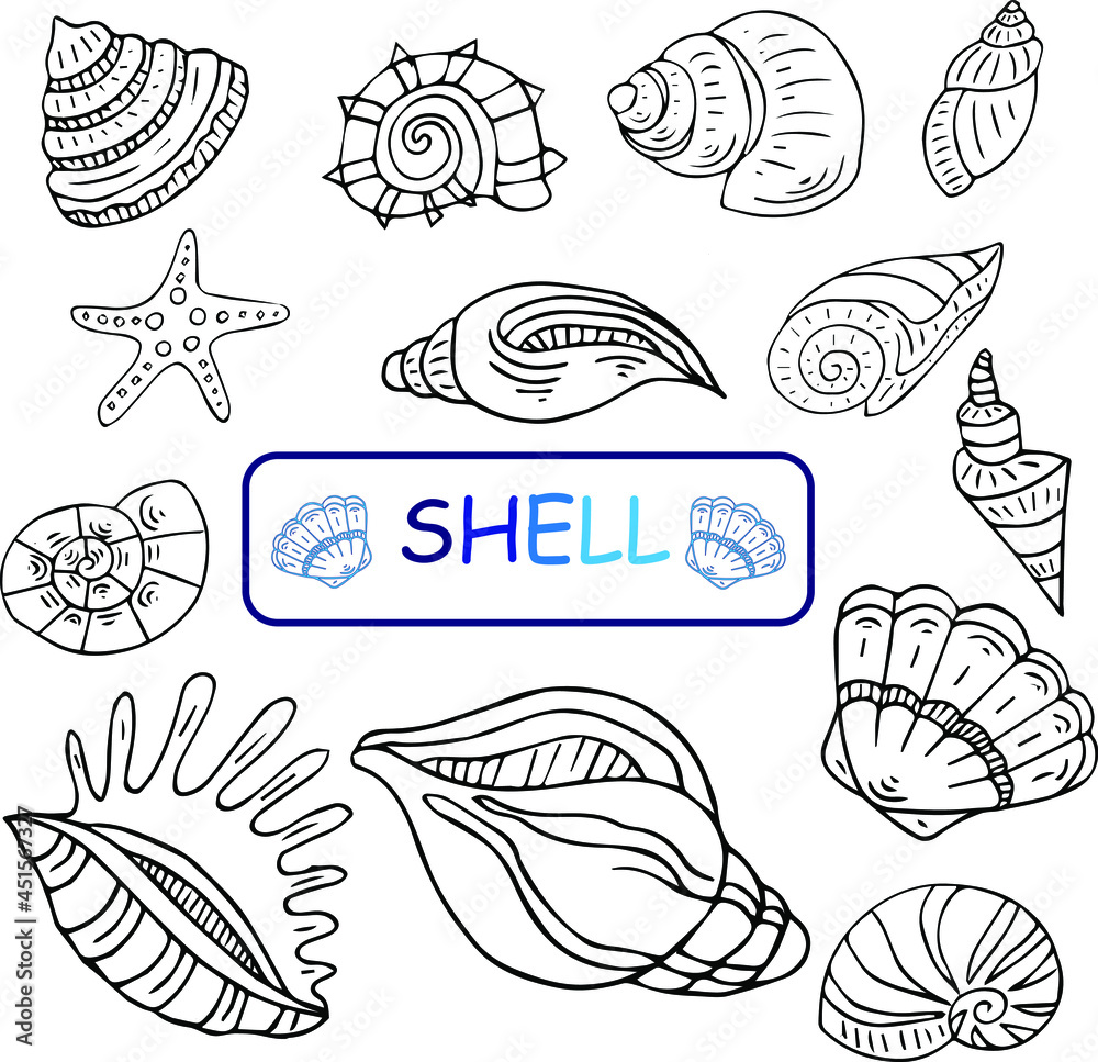 Set of marine theme. Sea shells. Different seashell on white background. Vector illustraton. Sketch style.