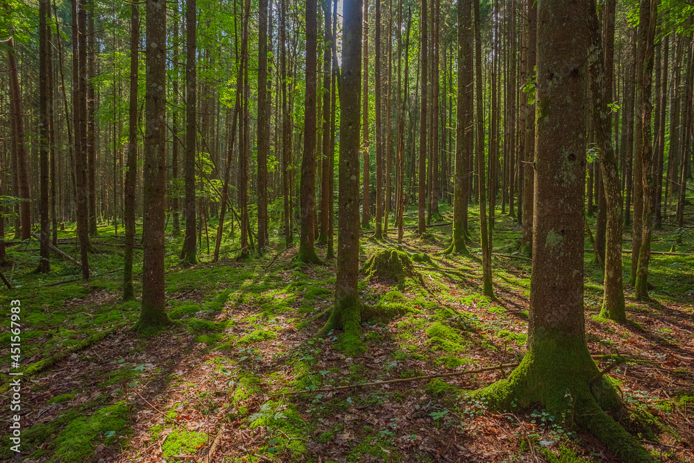 Fototapeta premium Green forest in Gauja National park, Latvia