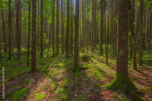 Green forest in Gauja National park, Latvia © lukjonis