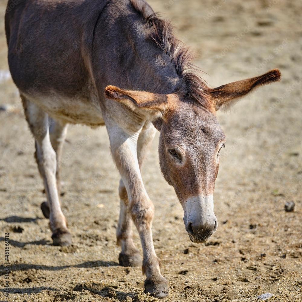 Donkey portrait outdoor in summer