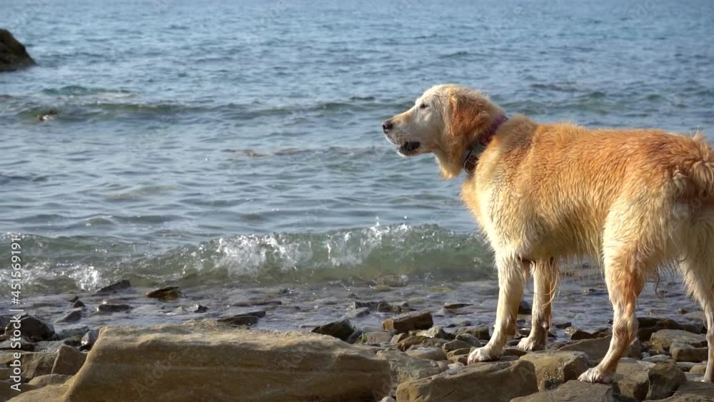The Golden Retriever barks and waves his tail on the beach. Summer season at the Adriatic Sea. Domestic doggy outside. Slow motion, shallow depth of field