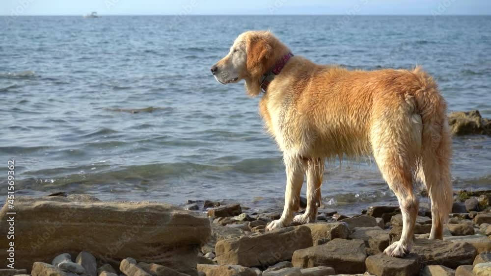 The Golden Retriever barks and waves his tail on the beach. Summer season at the Adriatic Sea. Domestic doggy outside. Slow motion, shallow depth of field The Golden Retriever barks and waves his tail on the beach. Summer season at the Adriatic Sea. Domestic doggy outside. Slow motion, shallow depth of field