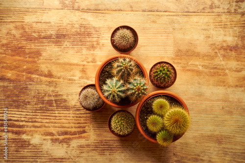 several cacti on a wooden table, cacti, succulents, flowers, plant, desert