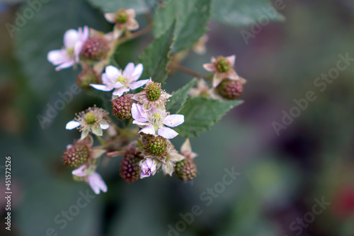 Blooming and ripening of blackberries. Food