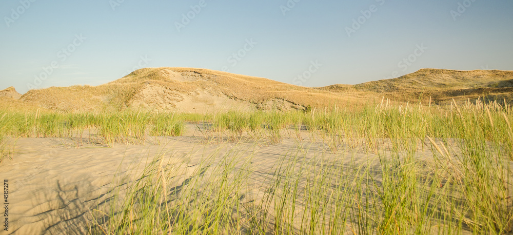 Grey dunes in sunny summer day with sand and grass, Lithuania. 