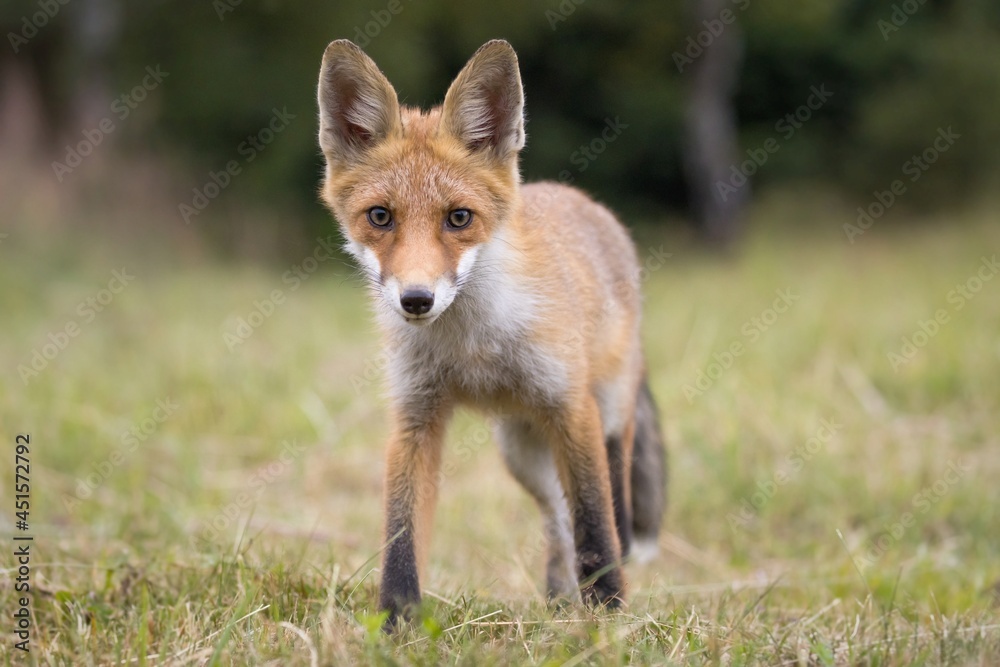 Red fox (vulpes vulpes), walking on green meadow in autumn nature. Wild predator moving in wilderness. Red fox (vulpes vulpes), walking on green meadow in autumn nature. Wild predator moving in wilderness.