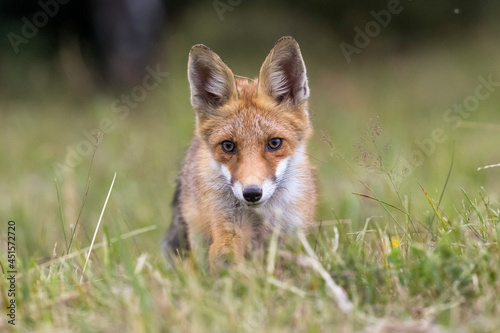Red fox (vulpes vulpes), walking on green meadow in autumn nature. Wild predator moving in wilderness.