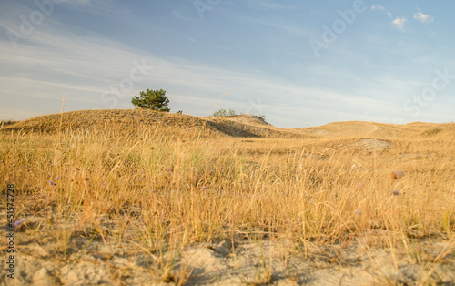 Grey dunes in sunny summer day with sand and grass  Lithuania. 