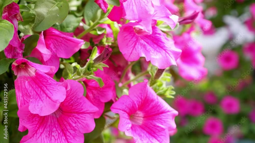 Pink Petunia moves in the wind. Flower. Plant. Pink Petunia moves in the wind. Flower. Plant.