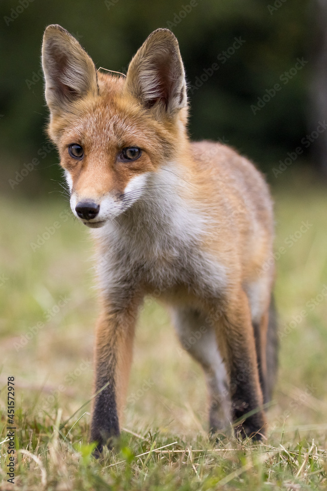 Fototapeta premium Red fox (vulpes vulpes), walking on green meadow in autumn nature. Wild predator moving in wilderness.