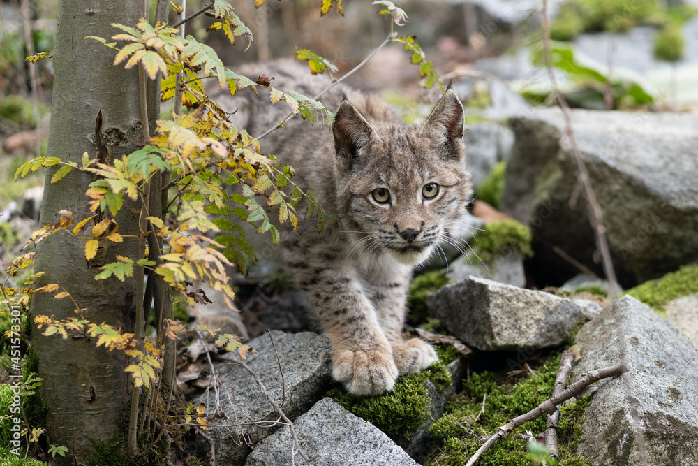 Obraz premium Lynx in green forest with tree trunk. Wildlife scene from nature. Playing Eurasian lynx, animal behaviour in habitat. Wild cat from Germany. Wild Bobcat between the trees