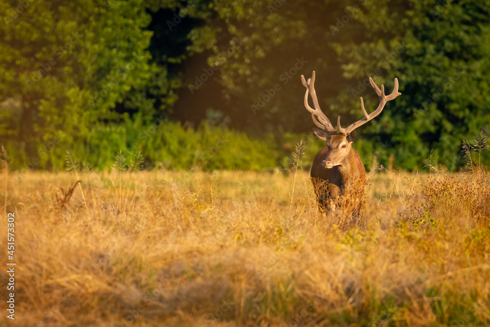 Red Deers on pasture. (Cervus elaphus). Wildlife scenery Red Deers on pasture. (Cervus elaphus). Wildlife scenery
