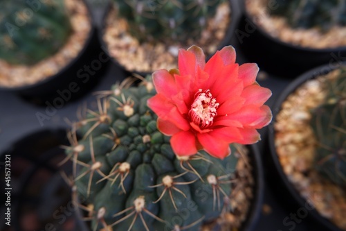 Bright red blooming cactus and beautifully blooming in pot on natural background. photo