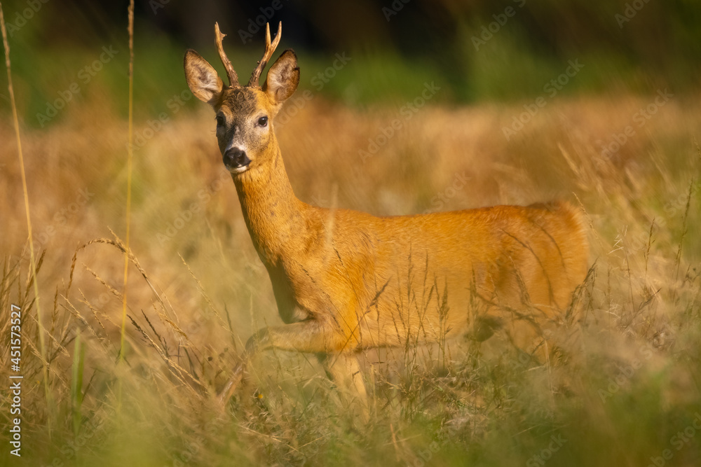 Fototapeta premium Roe deer male (capreolus capreolus), standing on a meadow by the forest.