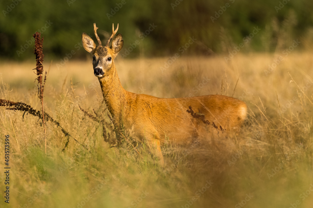 Fototapeta premium Roe deer male (capreolus capreolus), standing on a meadow by the forest.