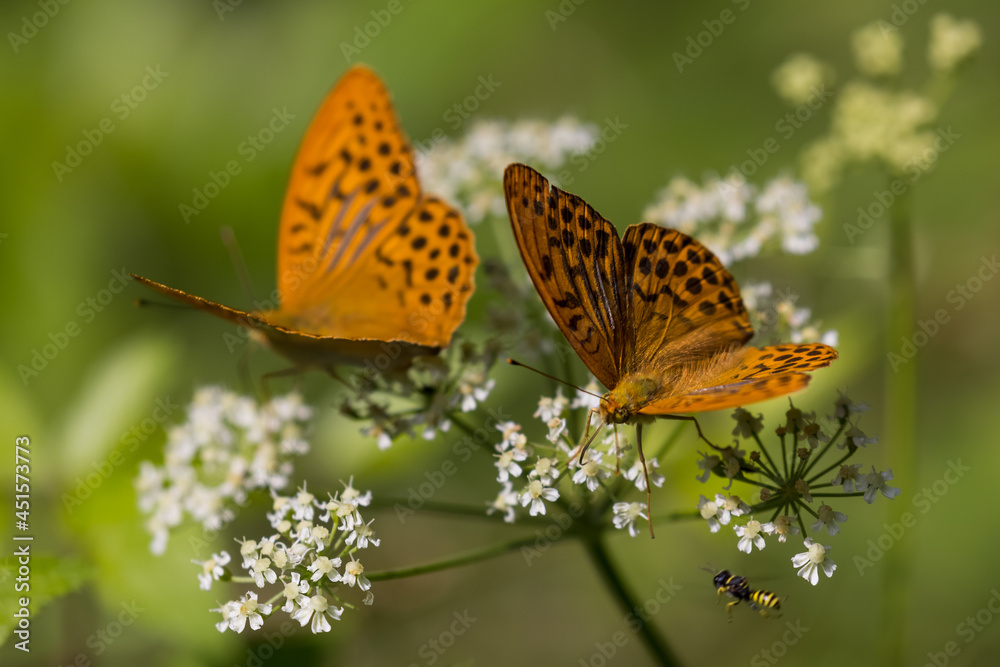 Obraz premium Silver-washed fritillary - Argynnis paphia, beautiful large orange butterfly 