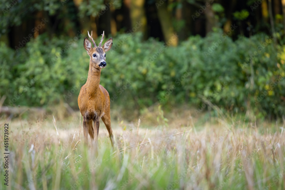 Roe deer male (capreolus capreolus), standing on a meadow by the forest. Roe deer male (capreolus capreolus), standing on a meadow by the forest.