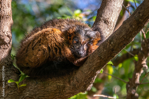 Red-bellied Lemur Eulemur rubriventer in a tree, rainforest Madagascar endemic primate