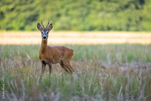 Roe deer male (capreolus capreolus), standing on a meadow by the forest.