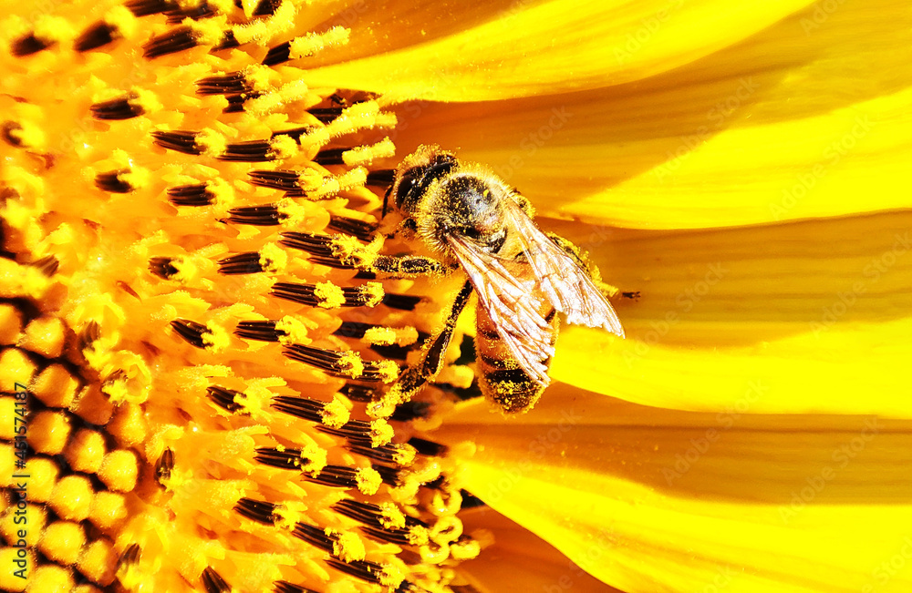 Actualizar 85+ imagen nectar and pollen Abzlocal.mx