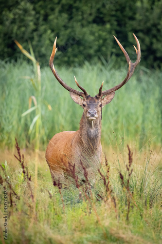 Red Deers on pasture. (Cervus elaphus). Wildlife scenery