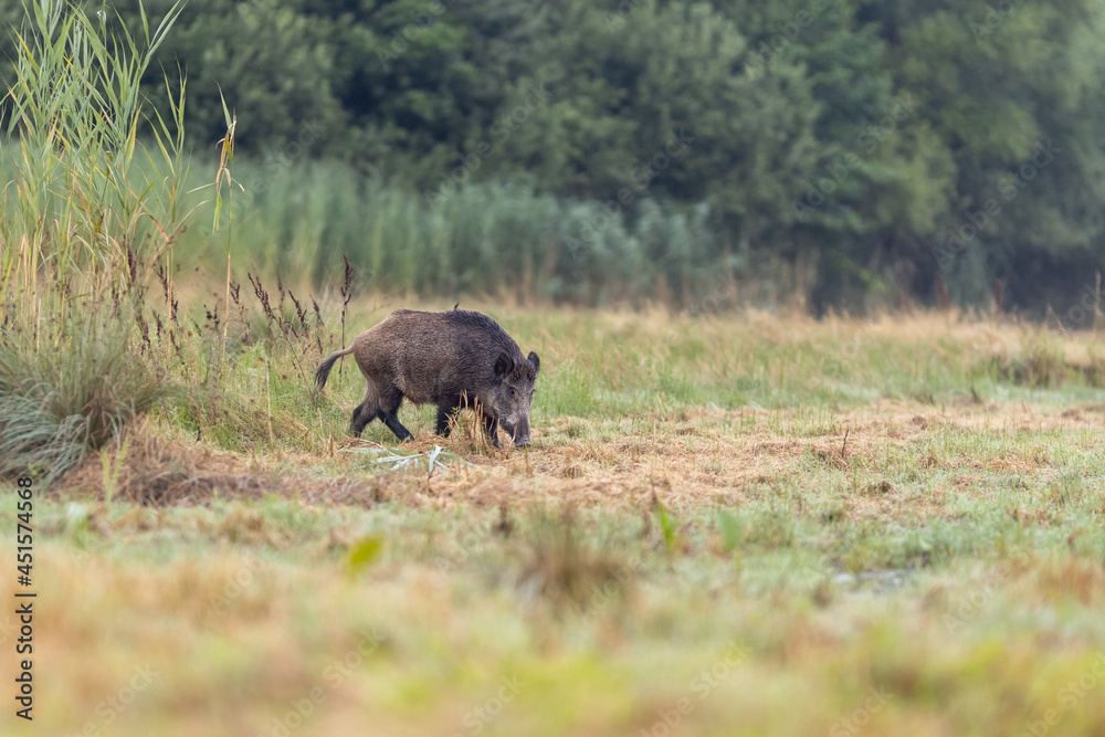 Wild boar (sus scrofa) walking on meadow in front of reed. Wildlife in natural habitat Wild boar (sus scrofa) walking on meadow in front of reed. Wildlife in natural habitat